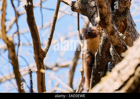 Vue en angle bas de la martre de pin européenne sur l'arbre Banque D'Images