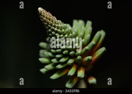 Close-up de fleur sur fond noir Banque D'Images