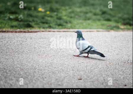 Un beau pigeon traverse un chemin asphalté dans un parc de la ville en essayant de trouver de la nourriture Banque D'Images