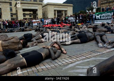 9 février 2012 - Colombie - BogotÃ 9 de febrero de 2012, en la plaza de bolivar en el centro de BogotÃ, se reuniÃ³ un grupo de personas para protestar en contra de las corridas de toros de manera pacÃ­fica. crÃ©dito : CEET FotÃ³grafo : Ana MARIA GARCIA (crédit image : © El Tiempo/GDA/ZUMAPRESS.com) Banque D'Images