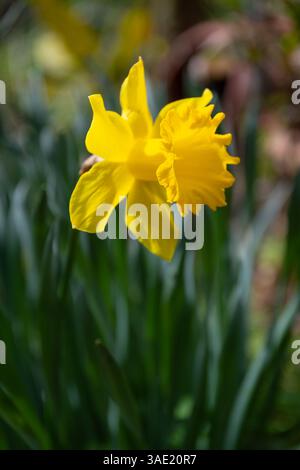 Narcisse Fortune (Grand) fleurs jonquille bombée Banque D'Images