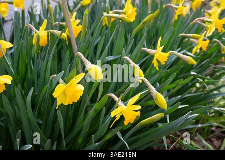 Narcisse Fortune (Grand) fleurs jonquille bombée Banque D'Images