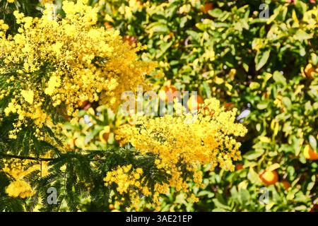 Fleurs de mimosa jaune vif avec des feuilles vertes et un fond d'arbre orange Banque D'Images