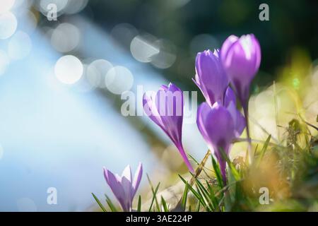 Fleurs de Crocus violettes avec fond clair flou Banque D'Images