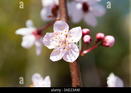 La prune cerise (Prunus cerasifera) fleurit au printemps Banque D'Images