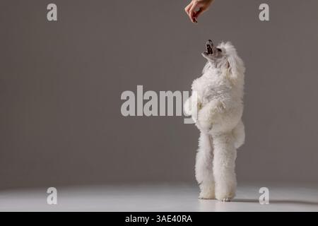 Caniche blanc debout debout sur les pattes arrière, atteignant avec impatience pour traiter en studio, concept de session d'entraînement. Banque D'Images