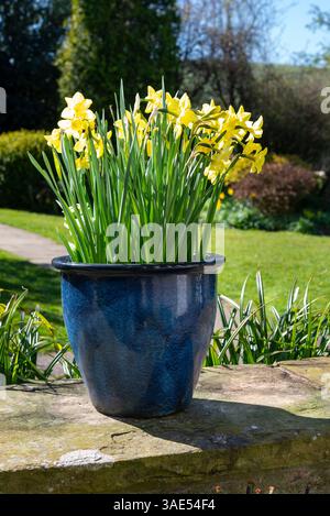 Narcisse 'Verdin'. Une variété parfumée de petite jonquille cultivée dans un pot vitré dans un jardin britannique. Banque D'Images