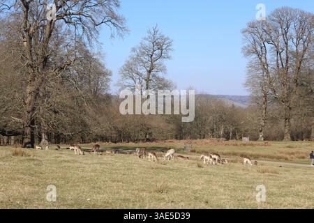 Troupeau de cerfs à Knole Banque D'Images