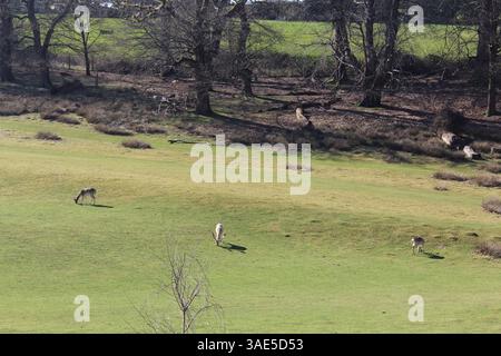 Troupeau de cerfs à Knole Banque D'Images