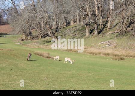 Troupeau de cerfs à Knole Banque D'Images