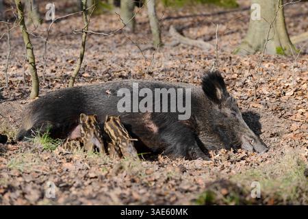 Sanglier d'Europe (sus scrofa scrofa), truie et porcelets, Allemagne | Europäisches Wildschwein (sus scrofa scrofa), Bache und Frischlinge, Deutschland Banque D'Images