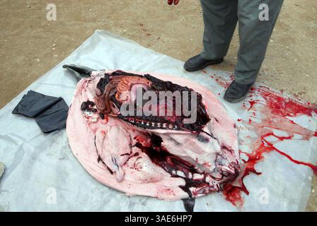 31 juil. 2007 - Île de Baffin, Nunavut, Canada - un aîné Inuit tue, coupe et épluche un phoque (peut-être un phoque annulaire) sur l'île de Baffin, dans l'Arctique canadien. (Crédit image : VW pics/ZUMAPRESS.com) Banque D'Images