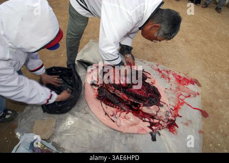 31 juil. 2007 - Île de Baffin, Nunavut, Canada - un aîné Inuit tue, coupe et épluche un phoque (peut-être un phoque annulaire) sur l'île de Baffin, dans l'Arctique canadien. (Crédit image : VW pics/ZUMAPRESS.com) Banque D'Images