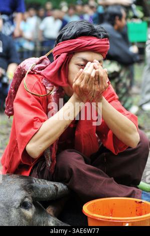 Jun 18, 2008 - Chiang mai, Thaïlande - Chiang mai, la deuxième plus grande ville de Thaïlande et une plaque tournante majeure du tourisme détient un sombre secret qui pourrait être une scène d'un film d'horreur. Au fond de la forêt de la jungle, à l’ombre du temple Doi Kham, une cérémonie rituelle se déroule au milieu des habitants frénétiques, émerveillés et choqués et d’une poignée de touristes, dans une brume d’insectes et de délire. Un écolier dévore un buffle fraîchement abattu qui se trouve sous lui comme un tapis sanglant. Des dalles de viande sensuelle, des boyaux suspendus et un seau plein de sang sont les spécialités du jour. La forêt pue la chair en décomposition an Banque D'Images