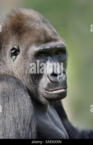 Gorille des basses terres occidentales (Gorilla gorilla gorilla), mâle, dos argenté | Westlicher Flachlandgorilla (Gorilla gorilla), Männchen, Silberrücken Banque D'Images