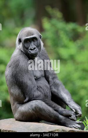 Gorille des basses terres occidentales (Gorilla gorilla gorilla), femelle | Westlicher Flachlandgorilla (Gorilla gorilla gorilla), Weibchen Banque D'Images
