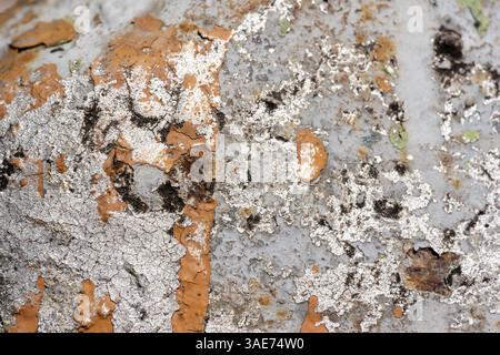 Texture de surface colorée en béton avec des fissures et un motif frid - fond haute résolution pour la retouche. Pefect pour une utilisation comme arrière-plan, superposition Banque D'Images