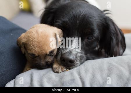 Goiânia, Goiás, Brésil – 04 août 2018 : gros plan du visage d'un chien avec son chiot à côté d'elle. Banque D'Images
