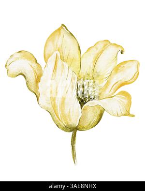 Illustration aquarelle d'une fleur jaune unique avec des pétales délicats. Dessin botanique d'un lis en fleurs sur un fond doux. Élégant desi floral Banque D'Images