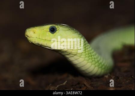 Mamba vert de l'est (Dendroaspis angusticeps) | Gewöhnliche Mamba oder Blattgrüne Mamba (Dendroaspis angusticeps) Banque D'Images