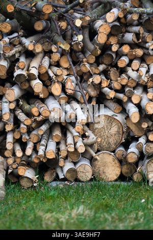 Arrière-plan des journaux. Arrière-plan des grumes de bouleau. Fond de bûches de bouleau fines Banque D'Images