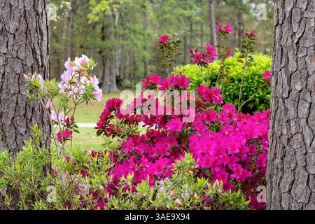 Azalées roses vibrantes en pleine floraison pendant la saison du printemps. Banque D'Images