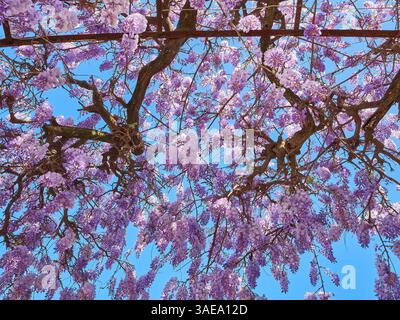 Belles fleurs Purple Wisteria en pleine floraison contre un ciel bleu vibrant au printemps. Banque D'Images