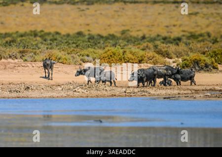 Un buffle africain (Syncerus caffer) debout près d'un trou d'eau à la réserve privée d'Aquila, Afrique du Sud. Comme l’un des cinq grands d’Afrique, le buffle Banque D'Images