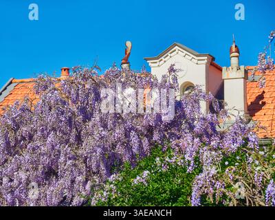 Charmante façade de maison avec Cascading Purple Wisteria en pleine floraison Banque D'Images