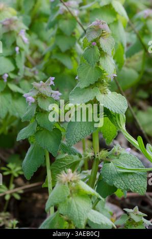 Lamium purpureum, Deadnettle violet Banque D'Images
