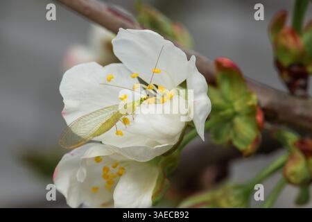 Lacer sur la fleur de cerisier. Insectes dans la nature. Gros plan avec faible profondeur de champ Banque D'Images