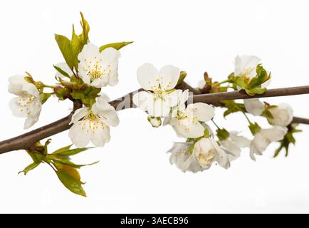 Branche fleurie de cerisier sur fond blanc isolé, gros plan Banque D'Images