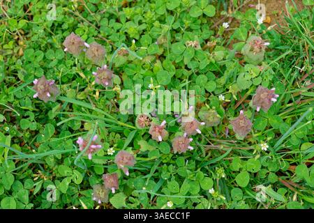 En regardant vers le haut d'une herbe envahissante à l'ortie dorée rouge plus communément appelée ortie dorée violette avec de minuscules fleurs mélangées au trèfle Banque D'Images