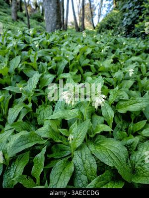 Common Comfrey Symphytum officinale vêtements le plancher boisé à Pensylvania Bois au-dessus de Church Ope Cove sur l'île de Portland Dorset Royaume-Uni Banque D'Images