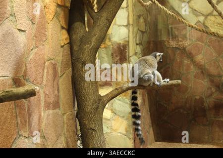 Lemur catta avec une longue queue rayée assis sur une branche d'arbre. Banque D'Images