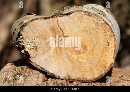 Gros plan de la coupe transversale d’une tige de bouleau, infectée par un champignon de pourriture blanche, probablement le beurre de Warlock Banque D'Images