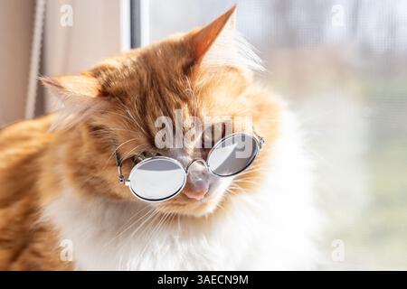 Chat moelleux dans des lunettes de soleil avec un regard sévère assis sur le rebord de la fenêtre un jour de printemps ensoleillé. Banque D'Images