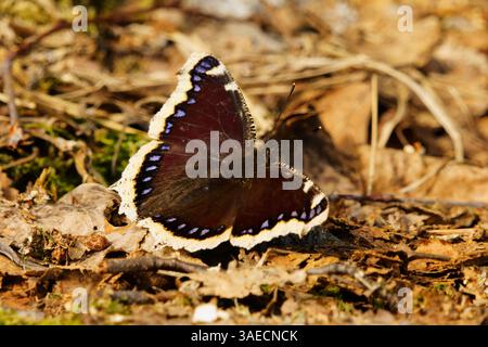 Manteau de deuil (Nymphalis antiopa) papillon reposant sur le sol au printemps. Banque D'Images