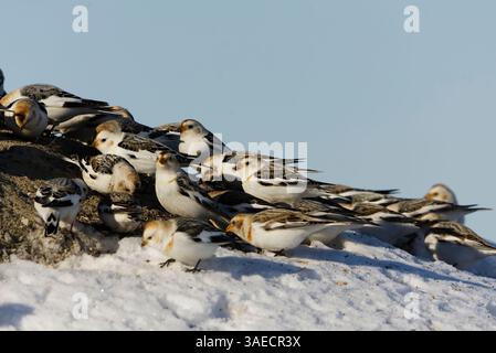 Le troupeau de feuillards (Plectrophenax nivalis) se nourrissant au début du printemps. Banque D'Images
