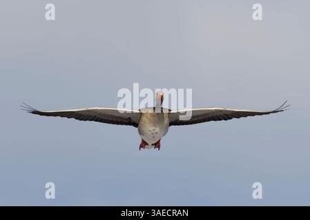 L'oie gris ou l'oie gris (Anser anser) volant dans le ciel au début du printemps Banque D'Images