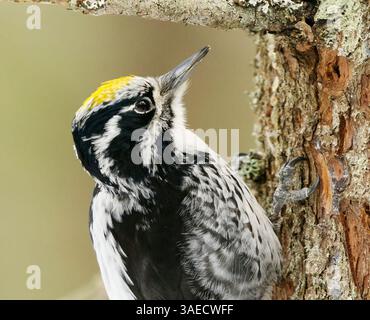 Picoides tridactylus (Picoides tridactylus) mâle eurasien gros plan à la recherche de nourriture dans la forêt au printemps. Banque D'Images