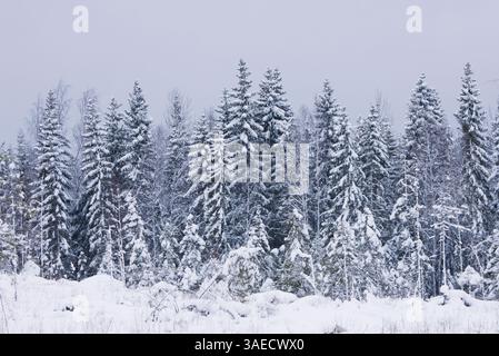 forêt enneigée en finlande après de fortes chutes de neige en hiver. Banque D'Images