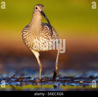 Courlis eurasien (Numenius arquata) se nourrissant dans les zones humides en été. Banque D'Images