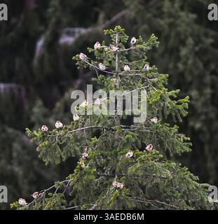 Les palangriers européens (Carduelis carduelis) et les polls rouges communs (Acanthis flammea) assis dans l'épinette en hiver. Banque D'Images