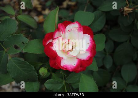 Rose rouge et blanche en fleur - macro prise en lumière naturelle. Banque D'Images