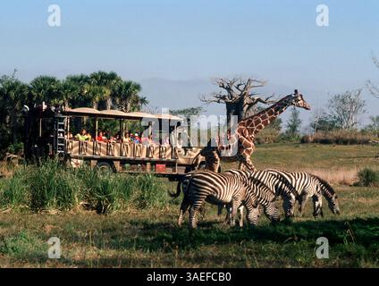 27 mai 2003 ; Lake Buena Vista, FL, États-Unis ; les passagers voyagent à travers la savane « sauvage » en regardant les lions, les zèbres, les girafes et les gazelles se promener librement sur les safaris du Kilimandjaro au parc à thème animal Kingdom de Disney. L'attraction populaire Walt Disney World emmène les invités à bord d'un véhicule de safari en plein air à travers une savane africaine. (Crédit image : Peter Stachiw/ZUMAPRESS.com) Banque D'Images