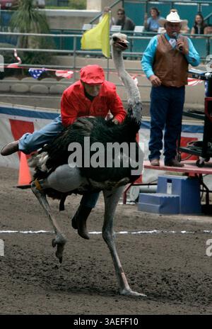 14 juin 2008, Del Mar, Californie STEVE GAULT de Hedrick Exotic animal Farm à Nickerson, Kansas, tente de tenir bon alors qu'il monte une autruche nommée ''Tweety Bird'', lors d'une course dans l'arène à la foire du comté de San Diego au parc d'expositions Del Mar samedi. JOE HEDRICK annonce la course en arrière-plan.  (image de crédit : San Diego Union-Tribune/ZUMAPRESS.com) Banque D'Images