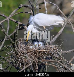 Grande aigrette (Ardea alba) au nid avec des poussins couvants nouvellement éclos, High Island, Texas, États-Unis Banque D'Images