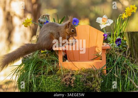 Mignon petit écureuil rouge écossais dans la forêt avec un banc de jardin et des fleurs printanières colorées Banque D'Images