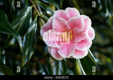 Fleur de camélia avec des veines roses sur les pétales blancs et étamines jaunes gros plan. Plante à fleurs Camellia japonica. Arbuste décoratif japonais camélia Banque D'Images
